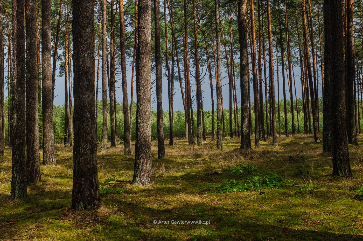 Pocztówka z wakacji. Jak wypoczynek, to Tucholskie Bory… [fotorelacja]